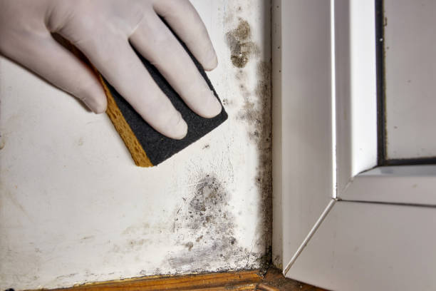 Best Mold removal after water damage  in Montrose, MI